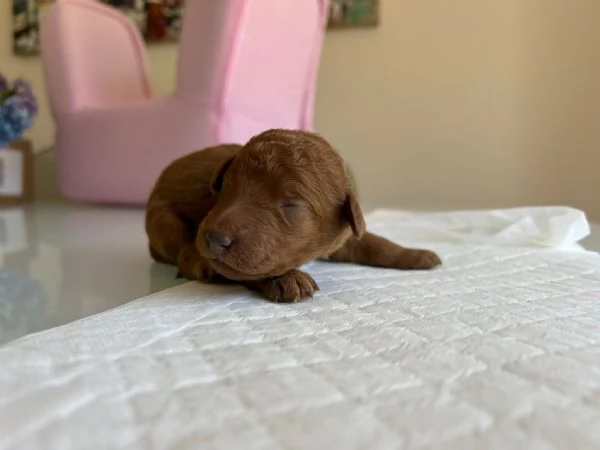 Cuccioli barboni fulvi grande mole | Foto 0