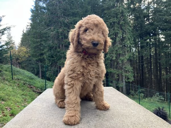 Cuccioli barboni fulvi grande mole | Foto 1