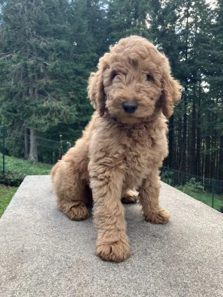 Cuccioli barboni fulvi grande mole | Foto 0