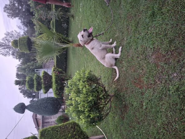 Vendo cane labrador 
