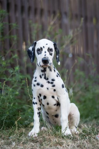 Cuccioli di Dalmata | Foto 6