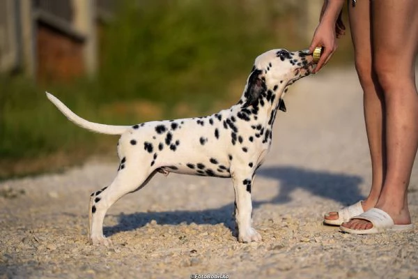 Cuccioli di Dalmata | Foto 5