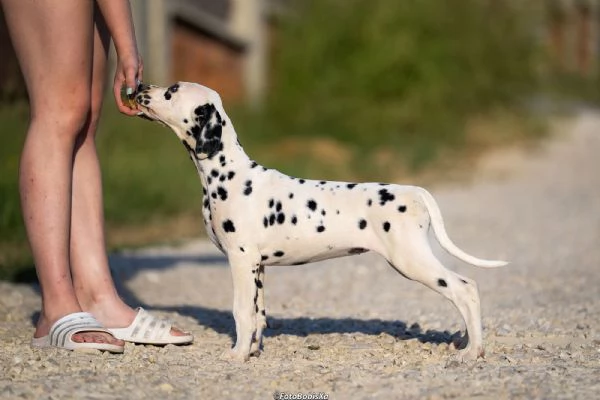Cuccioli di Dalmata | Foto 4