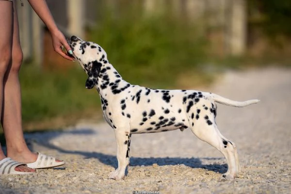 Cuccioli di Dalmata | Foto 2