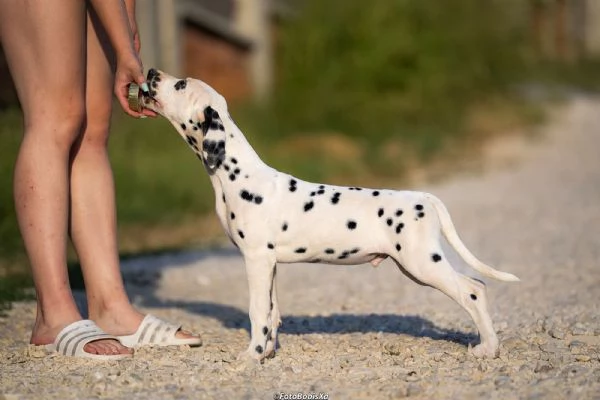 Cuccioli di Dalmata