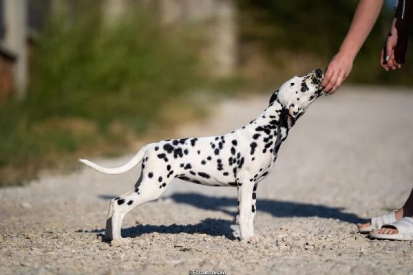 Cuccioli di Dalmata | Foto 1
