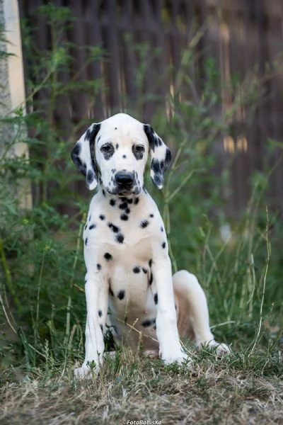Cuccioli di Dalmata | Foto 0