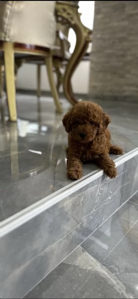 Barboncini  Cuccioli Toy e Mini | Foto 3