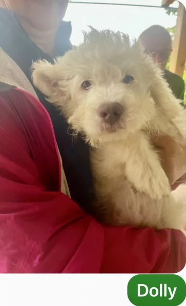 Lagotto romagnolo cuccioli