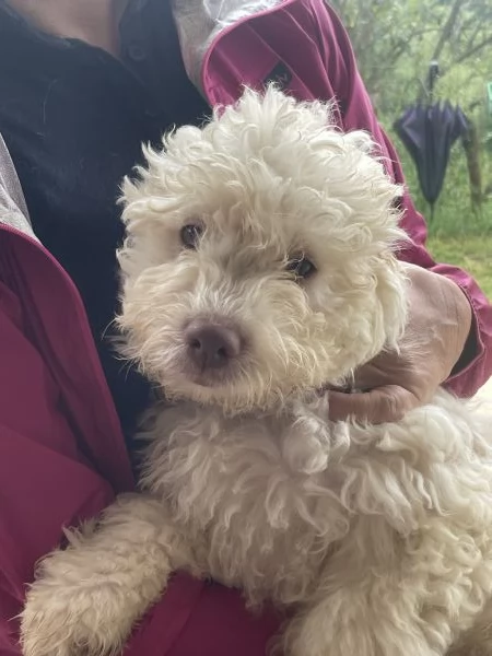 Lagotto romagnolo cuccioli | Foto 3