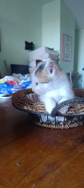 Gattino cerca casa | Foto 4