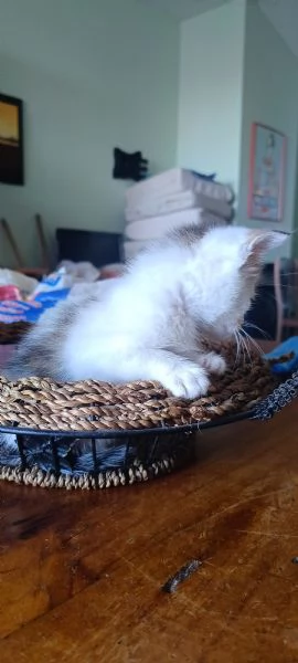 Gattino cerca casa | Foto 3