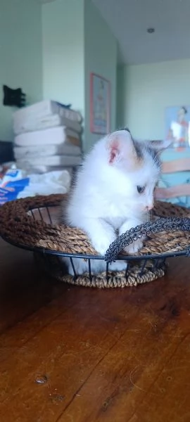 Gattino cerca casa | Foto 1