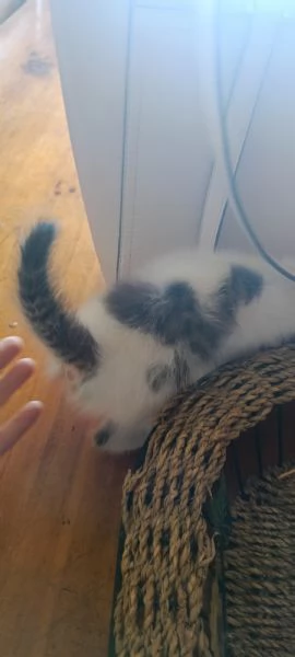 Gattino cerca casa | Foto 0