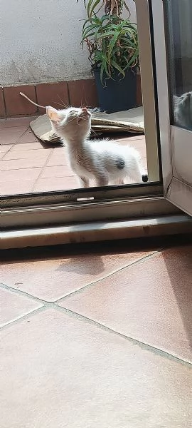 Estrema dolcezza | Foto 5