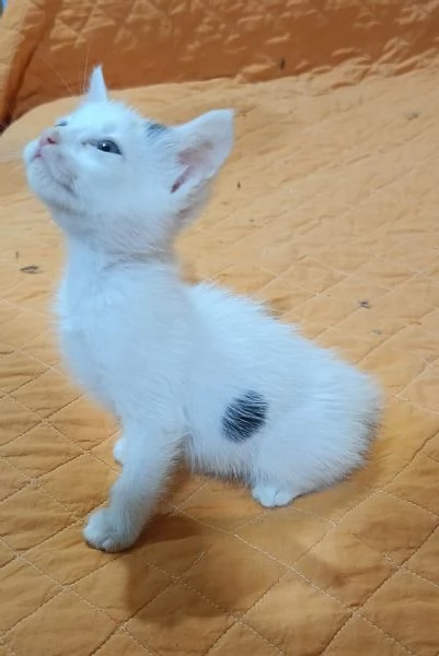 Estrema dolcezza | Foto 1