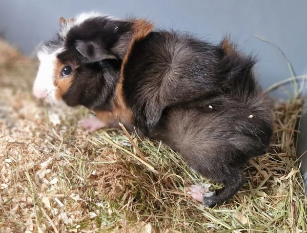 Regalo cuccioli di porcellini dindia 
