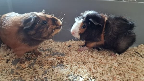 Regalo cuccioli di porcellini dindia  | Foto 2