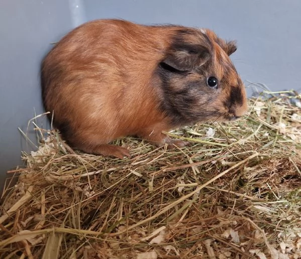 Regalo cuccioli di porcellini dindia  | Foto 1