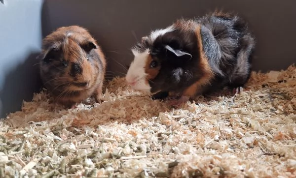 Regalo cuccioli di porcellini dindia  | Foto 0