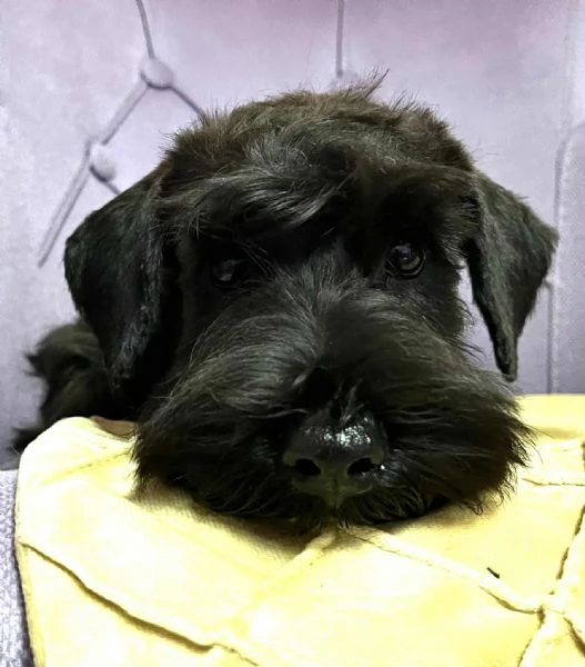Schnauzer Nano Nero  Cuccioli | Foto 2