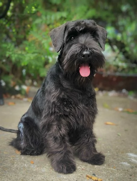 Schnauzer Nano Nero  Cuccioli | Foto 1