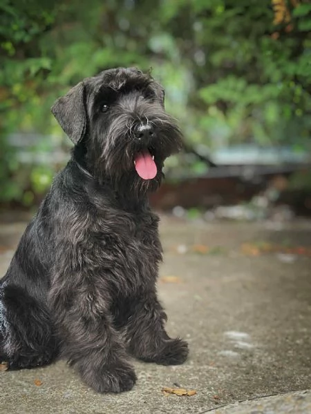 Schnauzer Nano Nero  Cuccioli | Foto 0