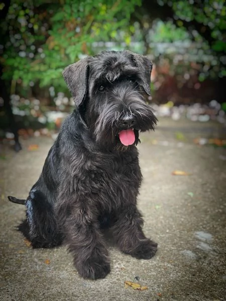 Schnauzer Nano Nero  Cuccioli