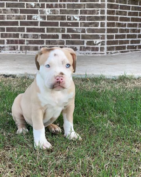 Cuccioli di pitbull | Foto 0