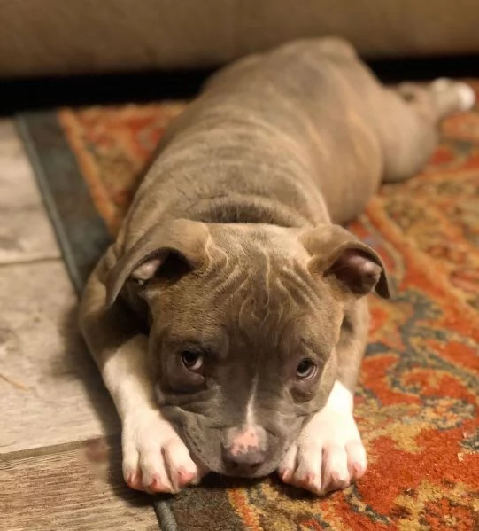 Disponibi cuccioli di american pitbull terrier | Foto 3
