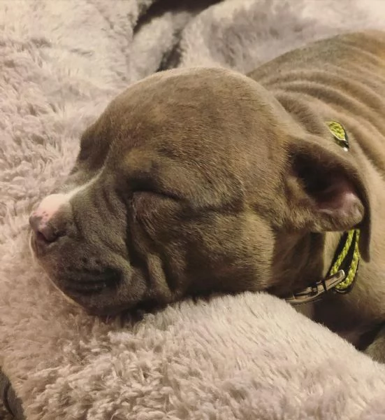 Disponibi cuccioli di american pitbull terrier | Foto 0