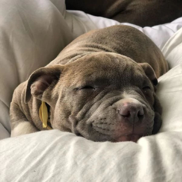 American Pitbull Terrier in standard UKC | Foto 0