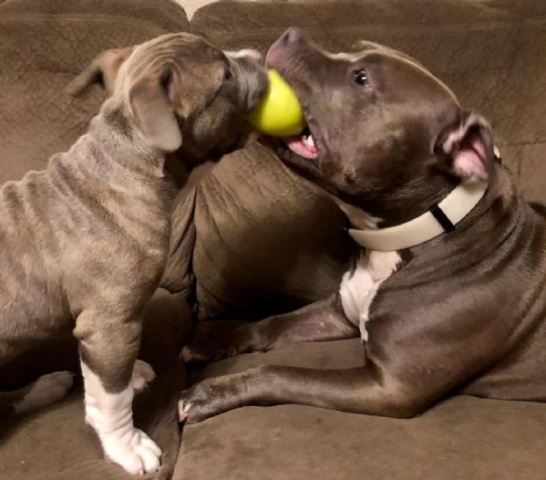 Pitbull
