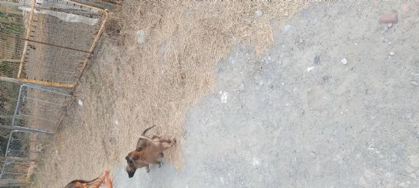 Pastore Belga Malinois 