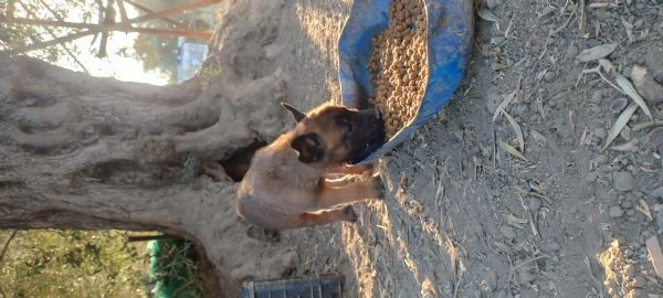 Pastore Belga Malinois  | Foto 5