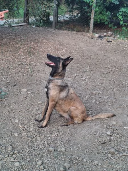 Pastore Belga Malinois  | Foto 4