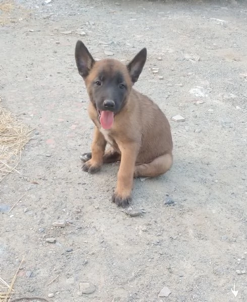 Pastore Belga Malinois  | Foto 2