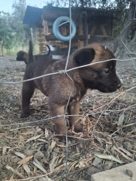 Pastore Belga Malinois  | Foto 1