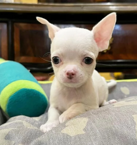 Chihuahua Toy cuccioli maschio e femmina | Foto 2