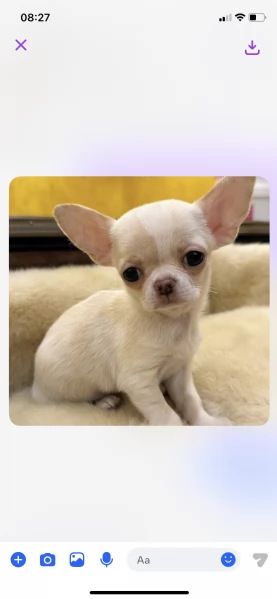 Chihuahua Toy cuccioli maschio e femmina | Foto 1
