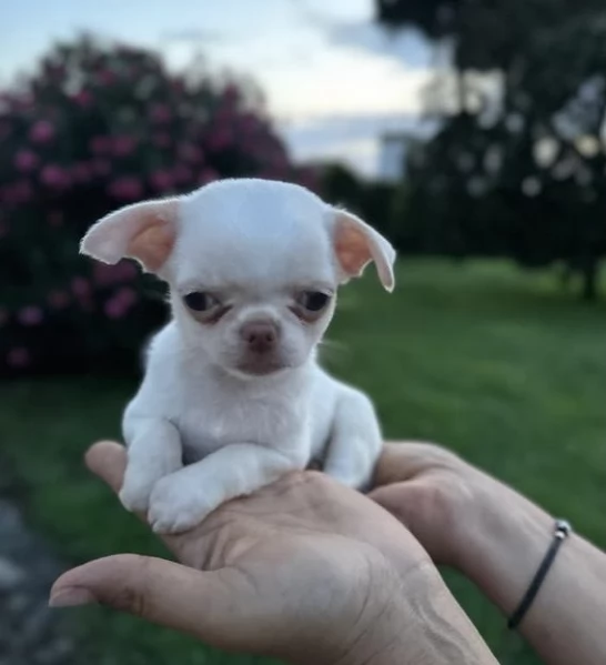 Chihuahua Toy cuccioli maschio e femmina | Foto 0