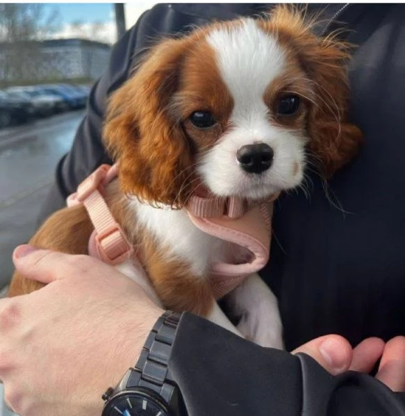 Cavalier king  cuccioli maschio e femmina | Foto 0