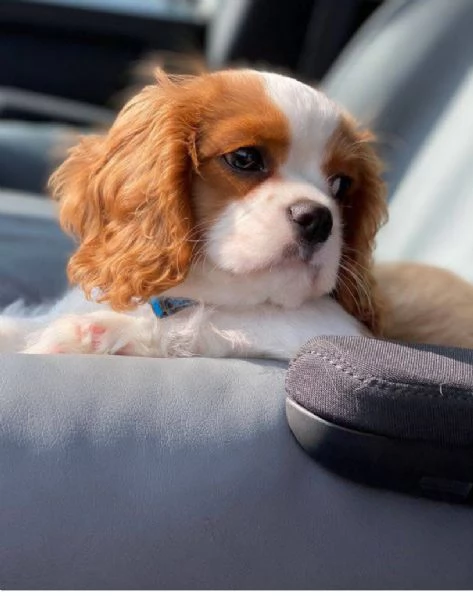 Cavalier king  cuccioli maschio e femmina