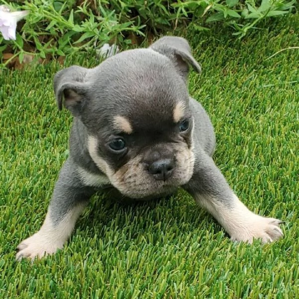  Bulldog Francese cuccioli maschio e femmina