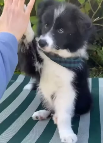Border Collie cuccioli maschio e femmina | Foto 0