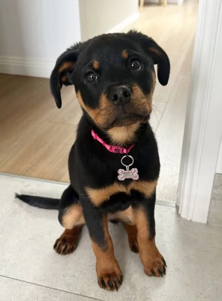 Rottweiler cuccioli maschio e femmina | Foto 1