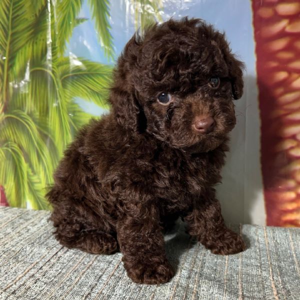 Maltipoo mini cuccioli maschio e femmina | Foto 0
