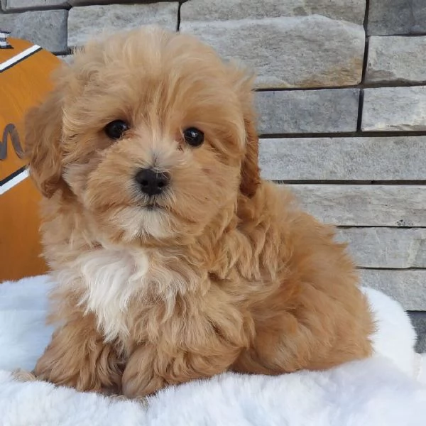 Maltipoo cuccioli maschio e femmina | Foto 0