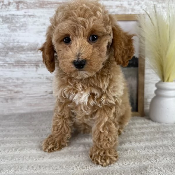 Maltipoo cuccioli maschio e femmina