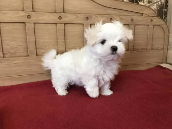 2 Maltese Toy cuccioli maschio e femmina